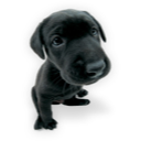 Puppy (3) icon
